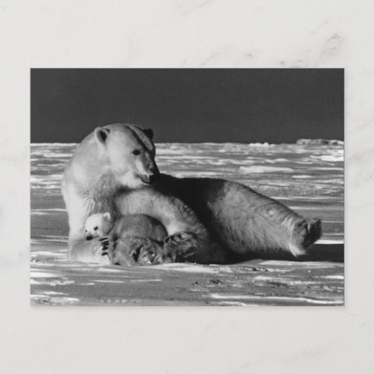 Vintager USA Alaska Mutterpolare Postkarte (Vorderseite)
