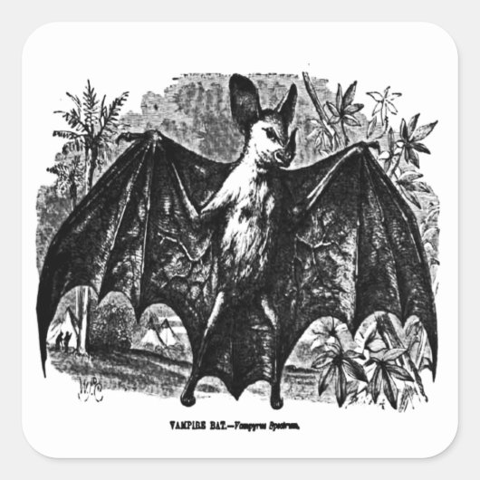 Vintager Vampire-Bat-Aufkleber Quadratischer Aufkleber (Vorderseite)