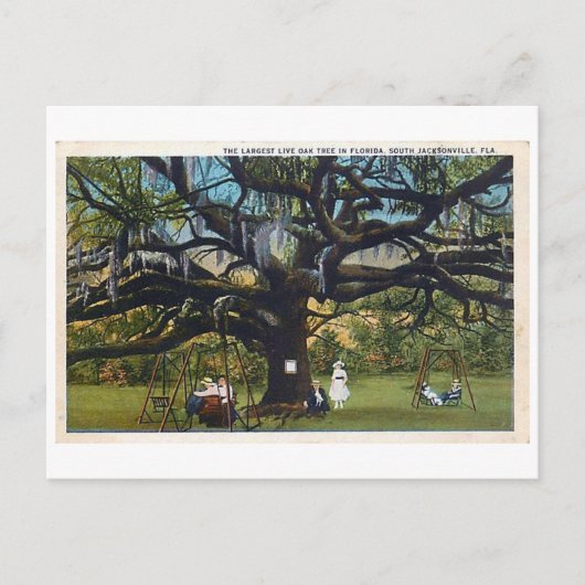 Vintager Vertrag Oak Jacksonville Florida Postcard Postkarte (Vorderseite)