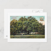 Vintager Vertrag Oak Jacksonville Florida Postcard Postkarte (Vorne/Hinten)