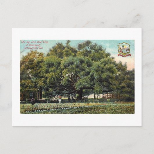 Vintager Vertrag Oak Jacksonville Florida Postcard Postkarte (Vorderseite)