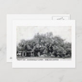 Vintager Vertrag Oak Jacksonville Florida Postkarte (Vorne/Hinten)