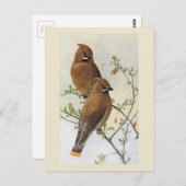 Vintager Vogel 01 Waxwing Postkarte (Vorne/Hinten)