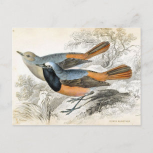Vintager Vogel 07 Postkarte