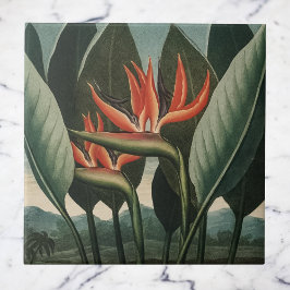 Vintager Vogel des Paradieses Botanischer Flora-Te Fliese