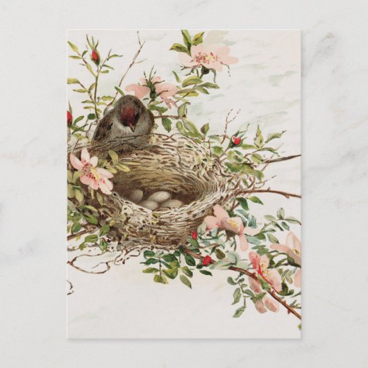 Vintager Vogel in der Nest-Tierwerbung Postkarte (Vorderseite)