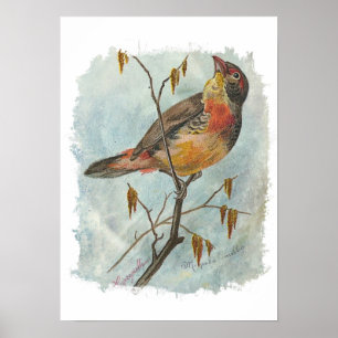 Vintager Vogel Poster