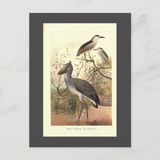 Vintager Vogelbilderschuh Postkarte (Vorderseite)