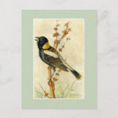 Vintager Vogeldruck - Bobolink Postkarte (Vorderseite)