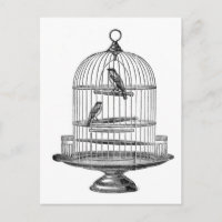 Vintager Vogelkäfig mit Vögeln...Postkarte