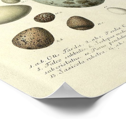 Vintager Vogelprint #37 Eggs #1 Poster (Ecke)