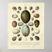 Vintager Vogelprint #37 Eggs #1 Poster (Vorne)