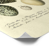 Vintager Vogelprint #38 Egg #2 Poster (Ecke)