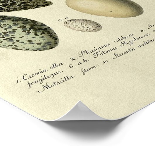 Vintager Vogelprint #38 Egg #2 Poster (Ecke)