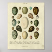 Vintager Vogelprint #38 Egg #2 Poster (Vorne)