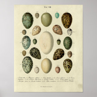 Vintager Vogelprint #38 Egg #2 Poster