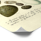 Vintager Vogelprint #39 Egg #3 Poster (Ecke)