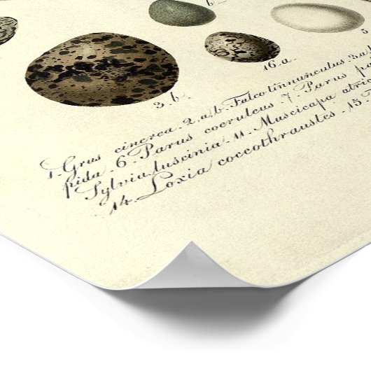 Vintager Vogelprint #40 Egg #4 Poster (Ecke)