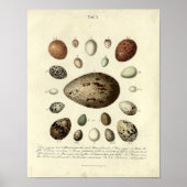 Vintager Vogelprint #40 Egg #4 Poster (Vorne)
