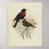 Vintager Vogelschwarz Poster (Vorne)