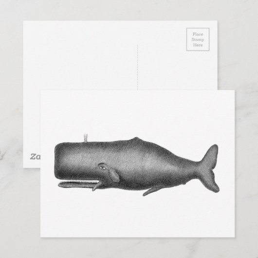 Vintager Wal Postkarte (Vorne/Hinten)