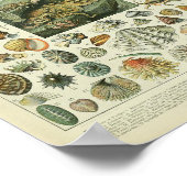 Vintager Weichtier Poster (Ecke)