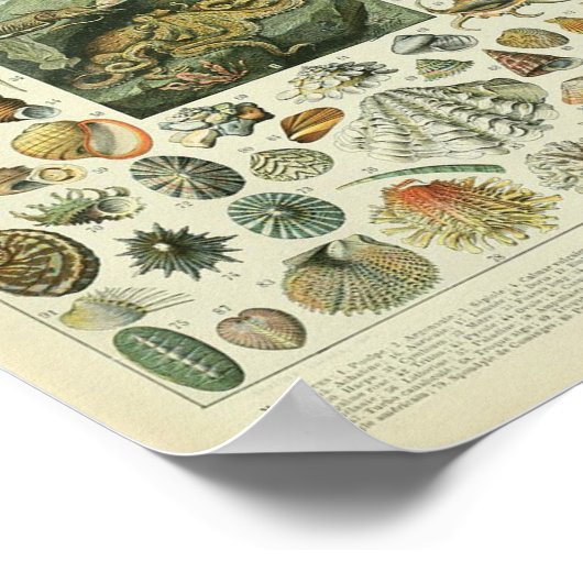 Vintager Weichtier Poster (Ecke)