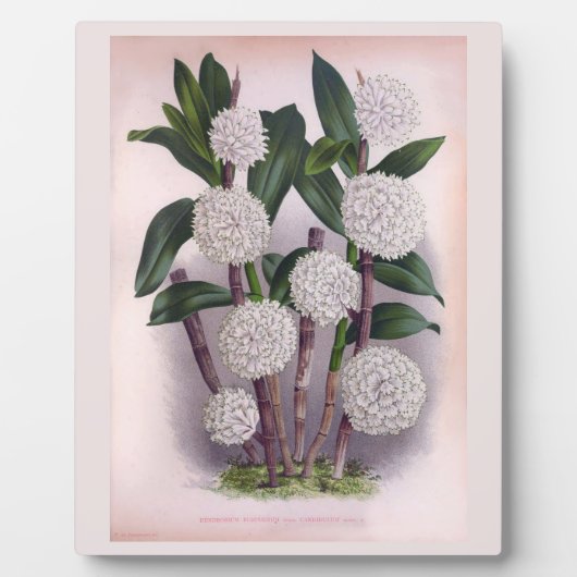 Vintager weißer Orchid Dendrobrium Purpurem Fotoplatte (Vorderseite)