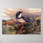 Vintager Western Scrub-Jay Art Poster (Vorne)