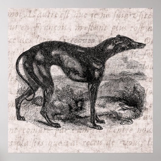 Vintager Windhund Hund 1800er Windhunde Hunde Hund Poster (Vorne)