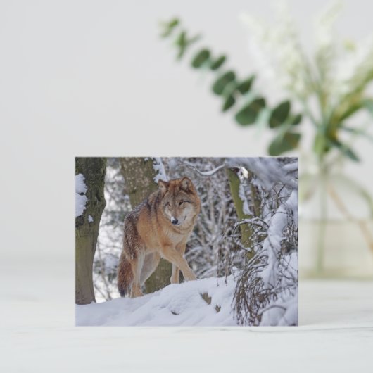 Vintager Winterwolf Postkarte (Stehend Vorderseite)