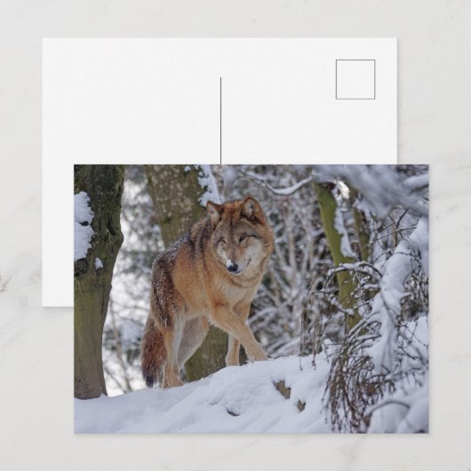 Vintager Winterwolf Postkarte (Vorne/Hinten)