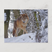Vintager Winterwolf Postkarte (Vorderseite)