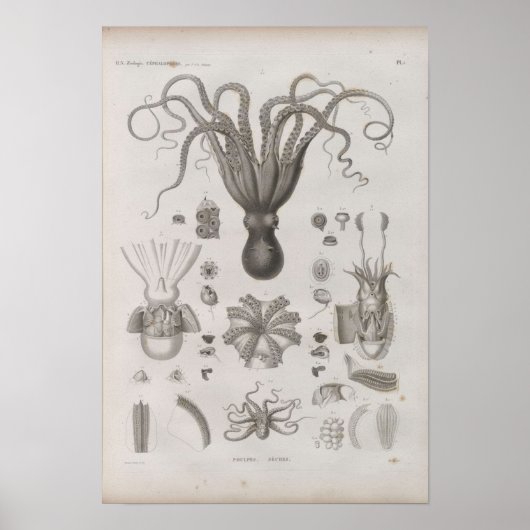Vintager wissenschaftlicher Cephalopod Illustriert Poster (Vorne)