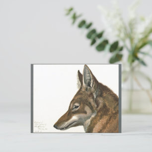 Vintager Wolfspalter Selten Postkarte