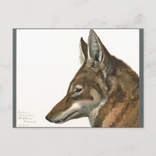 Vintager Wolfspalter Selten Postkarte (Vorderseite)