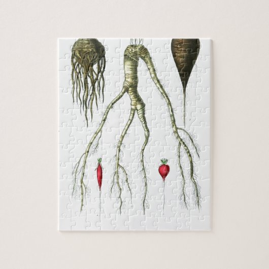 Vintager Wurzelgemüse-botanischer Druck Puzzle (Vertikal)