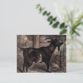 Vintager Zeichn: Dunkle braune Ziege Postkarte (Stehend Vorderseite)