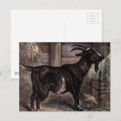 Vintager Zeichn: Dunkle braune Ziege Postkarte (Vorne/Hinten)