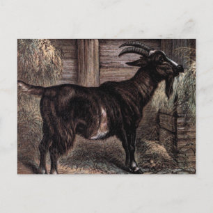 Vintager Zeichn: Dunkle braune Ziege Postkarte
