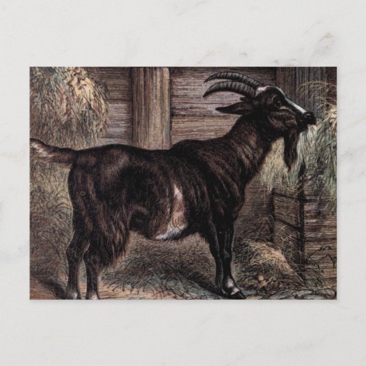 Vintager Zeichn: Dunkle braune Ziege Postkarte (Vorderseite)