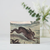 Vintager Zeichn: Hare in einem Feld ausführen Postkarte (Stehend Vorderseite)