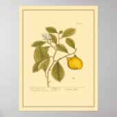 Vintager Zitronenbaum Botanische Küche Poster (Vorne)