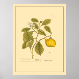 Vintager Zitronenbaum Botanische Küche Poster