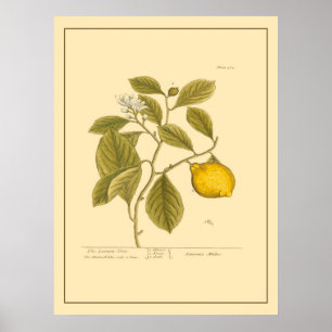 Vintager Zitronenbaum Botanische Küche Poster