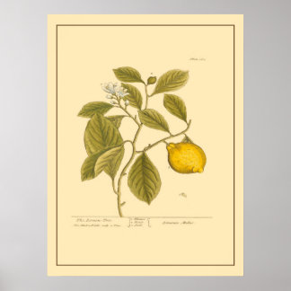 Vintager Zitronenbaum Botanische Küche Poster