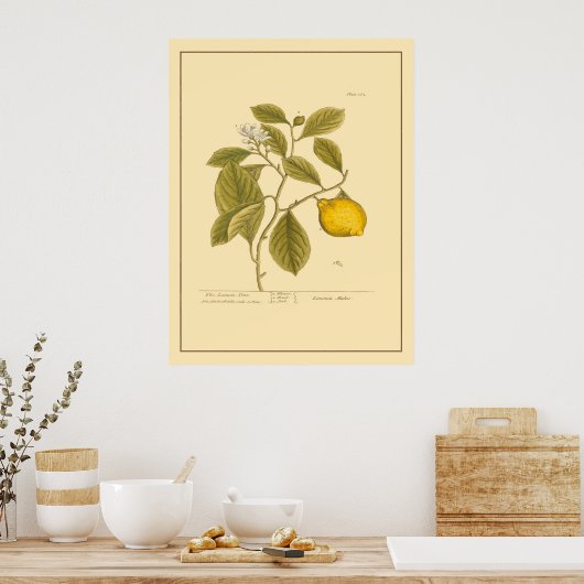 Vintager Zitronenbaum Botanische Küche Poster (Küche)