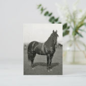 Vintager Ziviler Krieg Gewerkschaft Pferd Postkart Postkarte (Stehend Vorderseite)