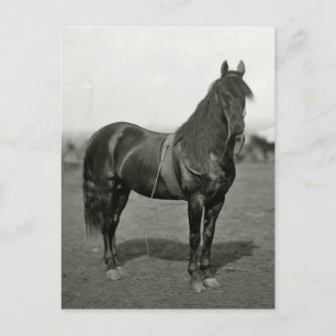 Vintager Ziviler Krieg Gewerkschaft Pferd Postkart Postkarte