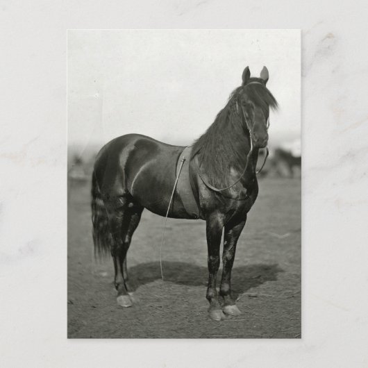 Vintager Ziviler Krieg Gewerkschaft Pferd Postkart Postkarte (Vorderseite)
